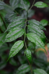 Dianyuea turbinata