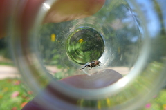 Eristalinus sepulchralis