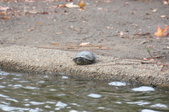 Trachemys scripta