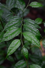Dianyuea turbinata