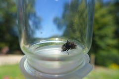 Eristalinus sepulchralis