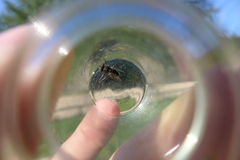 Eristalinus sepulchralis