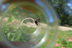 Eristalinus sepulchralis