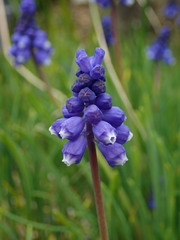Muscari bourgaei