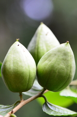 Dianyuea turbinata