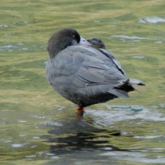 Hymenolaimus malacorhynchos