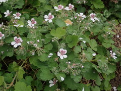 Erodium trifolium