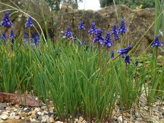 Muscari bourgaei