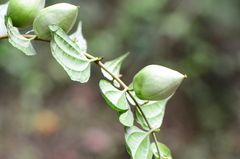 Dianyuea turbinata