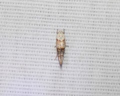 Mompha rufocristatella