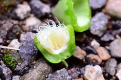 Dianyuea turbinata