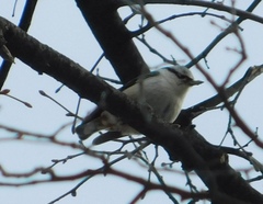 Sitta europaea asiatica