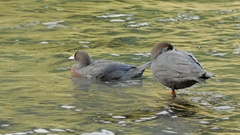 Hymenolaimus malacorhynchos