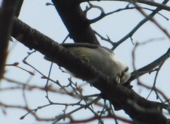 Sitta europaea asiatica