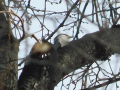 Sitta europaea asiatica