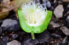 Dianyuea turbinata
