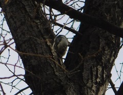 Sitta europaea asiatica