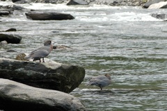 Hymenolaimus malacorhynchos