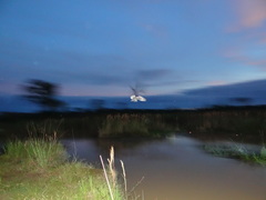 Nyctiprogne leucopyga