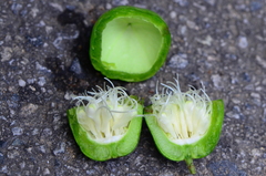 Dianyuea turbinata