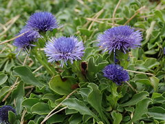Globularia trichosantha