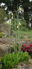 Fritillaria frankiorum
