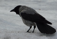 Corvus cornix