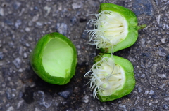Dianyuea turbinata