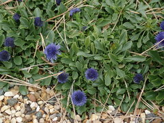 Globularia trichosantha
