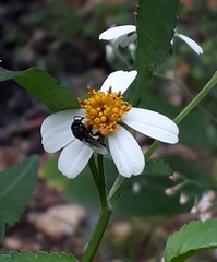 Frieseomelitta paupera