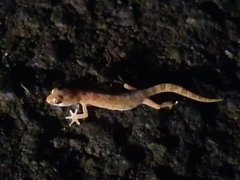 Pachydactylus mariquensis