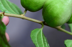 Dianyuea turbinata