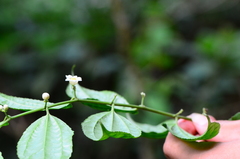 Dianyuea turbinata