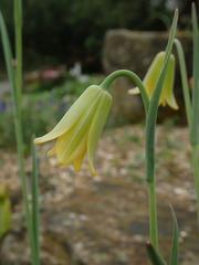Fritillaria frankiorum