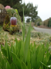 Fritillaria uva-vulpis