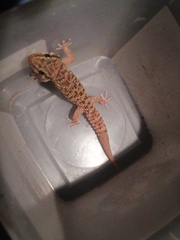 Pachydactylus capensis