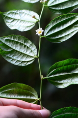 Dianyuea turbinata