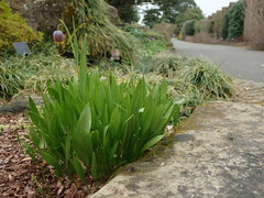 Fritillaria uva-vulpis