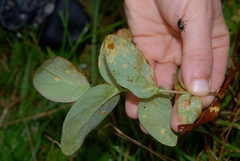 Melampsora hypericorum