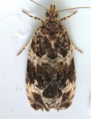 Olethreutes valdanum