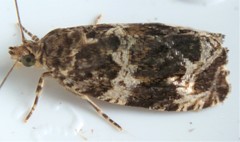 Olethreutes valdanum