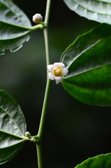 Dianyuea turbinata