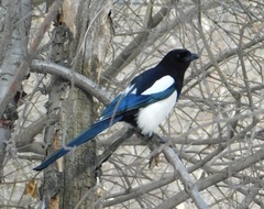 Pica pica