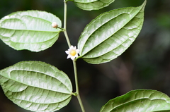 Dianyuea turbinata