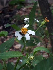 Frieseomelitta paupera