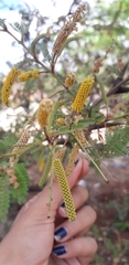 Vachellia cornigera americana
