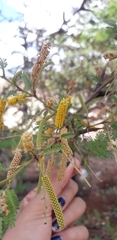 Vachellia cornigera americana