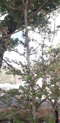 Vachellia cornigera americana