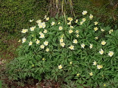 Anemonoides × lipsiensis