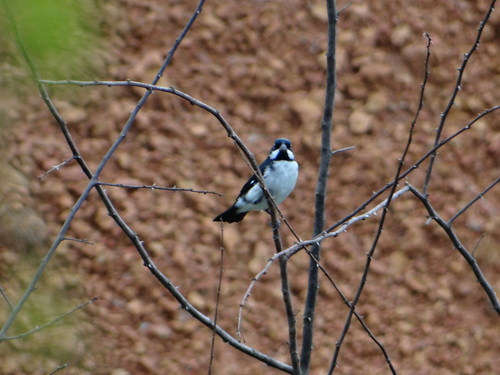 Lesson's Seedeater (Sporophila bouvronides), photo 4